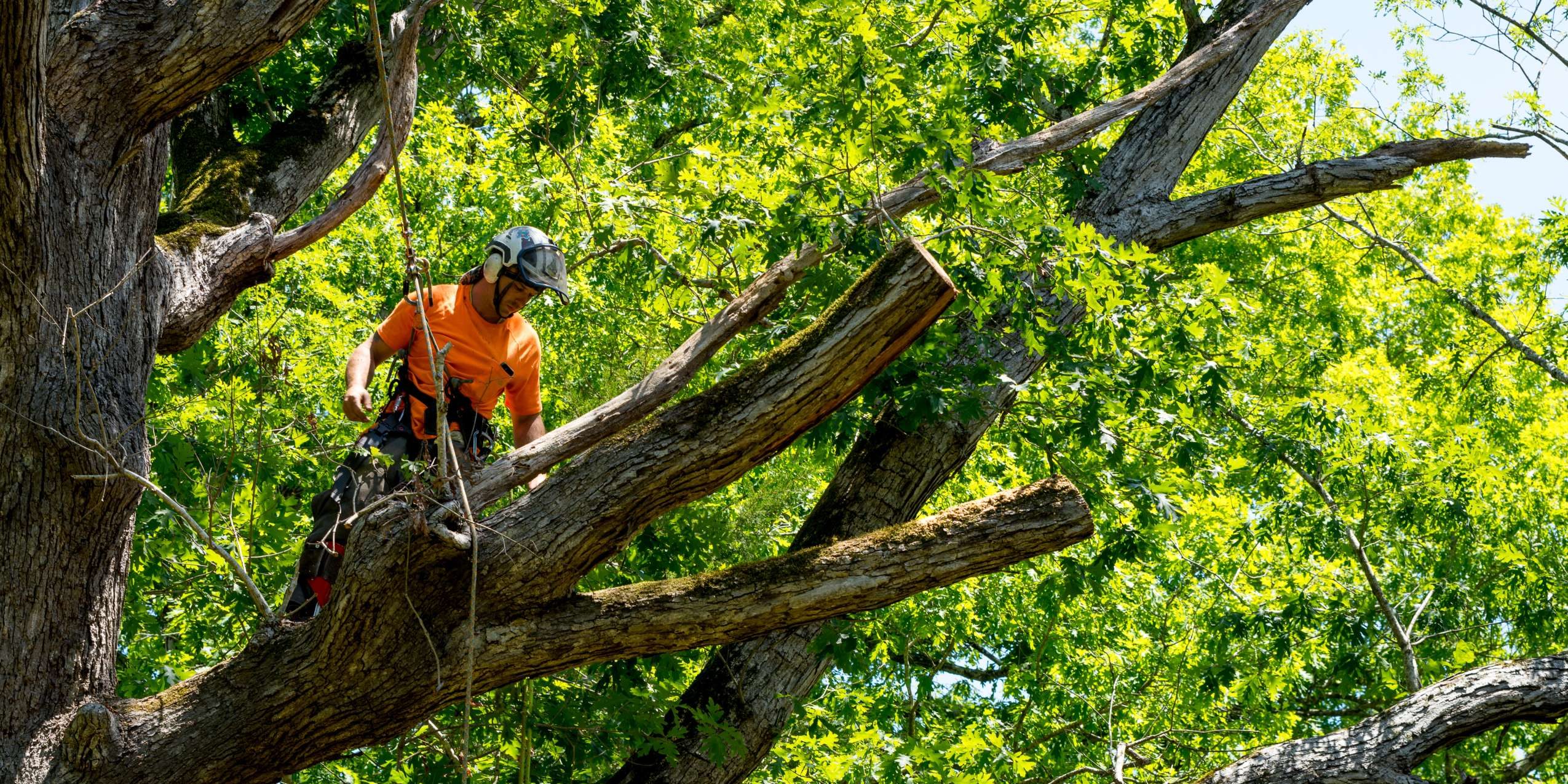 Procare Tree Services Llc (6)
